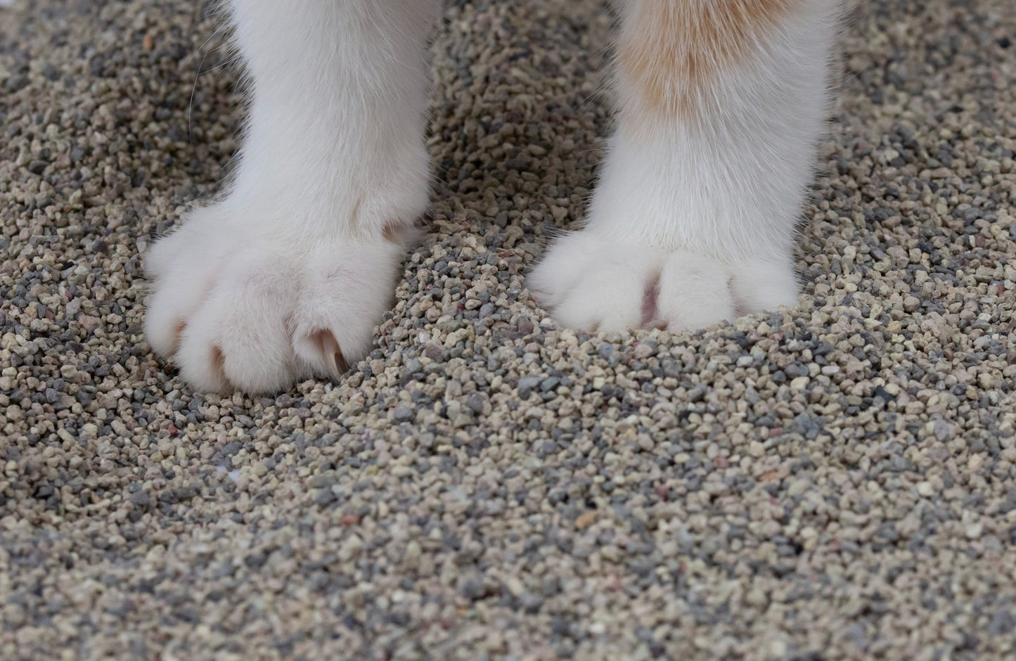 Custom Logo Cat LitterCustom Logo 100% Natural Bentonite Cat Litter – Factory Wholesale with Fast Delivery